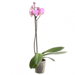 Орхідея одно гілкова в асортименті - image-0