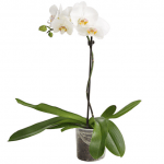 Orchid "Tropical Snowball" in assortment - image-0