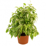 Дрібнолистий фікус - image-0