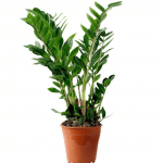 Заміокулькас - image-0