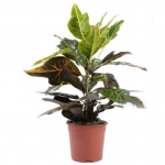 Кротон - image-0