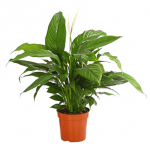 Peace lily - image-0