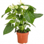 Антуріум білий - image-0