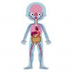 ПАЗЛ JANOD ТІЛО ЛЮДИНИ (J02681) - image-3